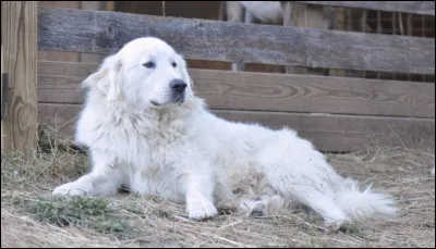 Comment s'appelle ce personnage ?