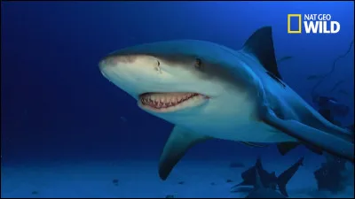 Quel est cet animal ?