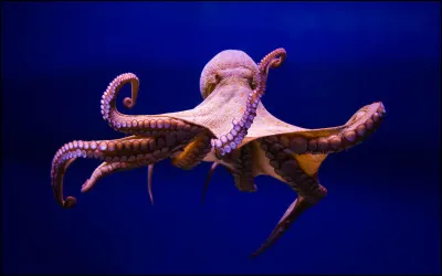 Quel est cet animal ?