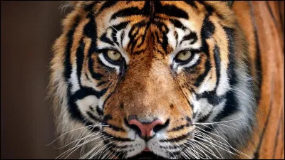 Quel est cet animal ?