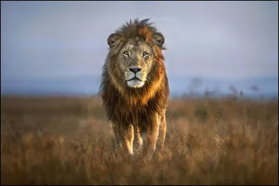 Quel est cet animal ?