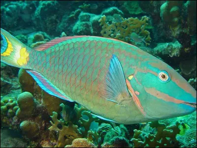 Quel est cet animal ?