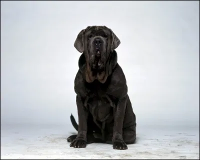 Comment s'appelle le chien de compagnie de Hagrid ?