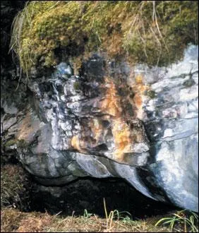 Quel animal habite une tanire ?