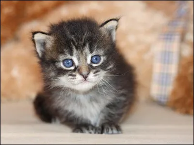 Tu entends des cris de détresse, tu vas vite voir et tu croises un chaton du clan de l'Ombre qui a une patte ensanglantée ; le chaton est également face à un renard. Que fais-tu ?