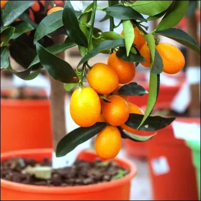 Quel agrume asiatique porte un nom qui signifie &eacute;tymologiquement orange d�or ?
