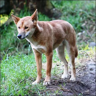 Quel mot d�origine aborig&egrave;ne d&eacute;signe un chien sauvage d�Australie ?