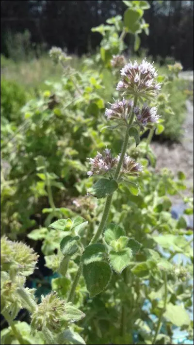 A quoi sert la menthe aquatique ?
