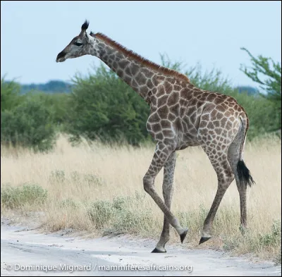 Sur quel continent vivent les girafes ?