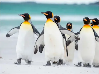 Parmi ces propositions sur les pingouins, laquelle est vraie ?