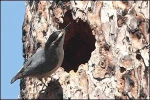 Cet oiseau est-il prsent en Corse ?