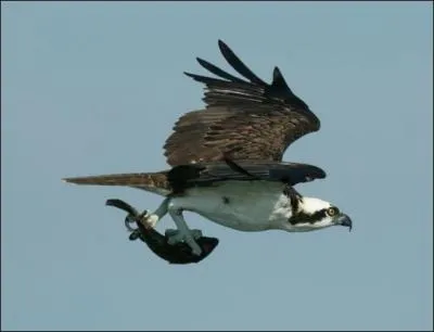 Quel est cet oiseau ?