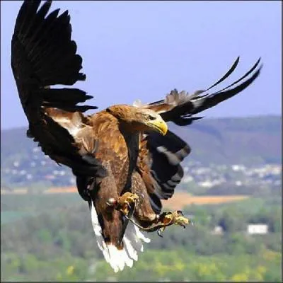 Cet oiseau est-il prsent en Corse ?