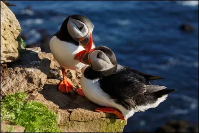 Complétez : 
"Sökkva lík er..."