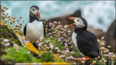 Complétez : 
"Sverðin fyrir..."