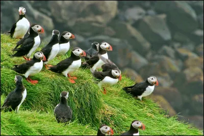 Complétez : 
"Nötraði allt..."