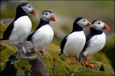 Complétez : 
"Vættur meðal..."