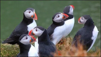 Complétez : 
"Vindinn..."