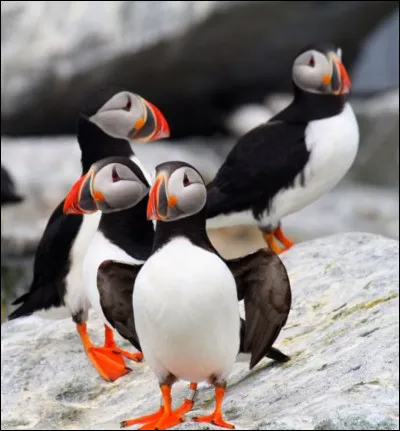 Complétez : 
"Kynjaskrímsli, svöng og..."