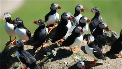 Complétez : 
"Flaug á..."