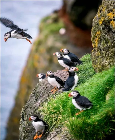 Complétez : 
"Þegnar..."