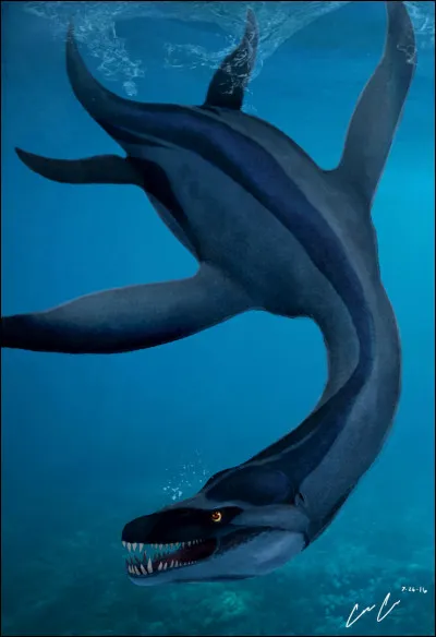 Où a été découvert le premier Rhomaleosaure ?