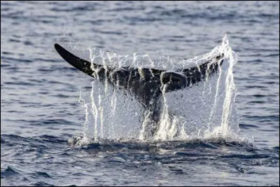Malgré ses 20 mètres, le Shonisaure n'était pas le plus grand des reptiles marins, ce record est détenu par...
