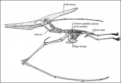 Qu'était l'os de l'aile chez un ptérosaure ?
