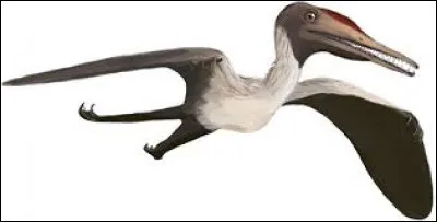 Que signifie le nom "ptérodactyle" ?