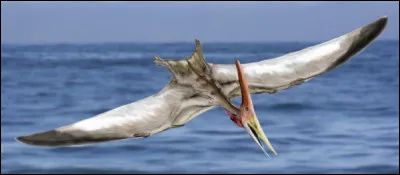 Quelle différence y avait-il entre les mâles et le femelles chez les ptéranodons ?