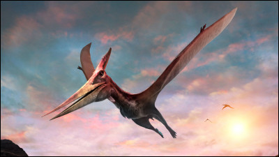 Quel est ce ptérosaure ?