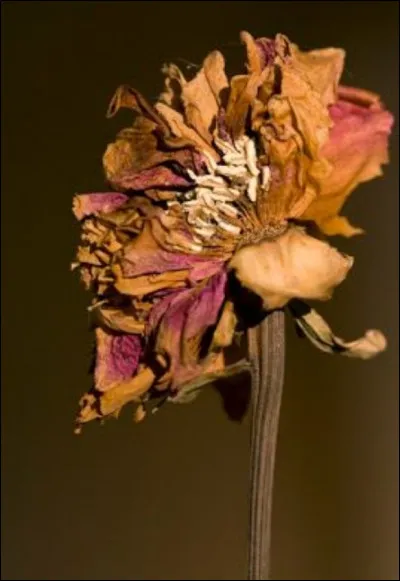 Complétez : 
"Flekkir okkar bindur..."