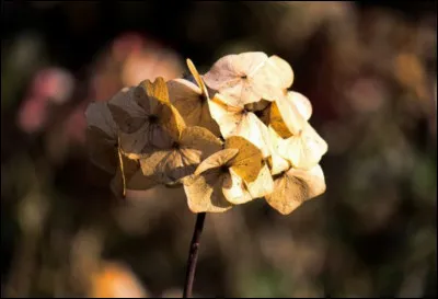 Complétez : 
"Bindur okkar..."