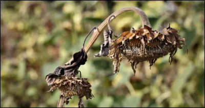 Complétez : 
"Háar raunir móður..."