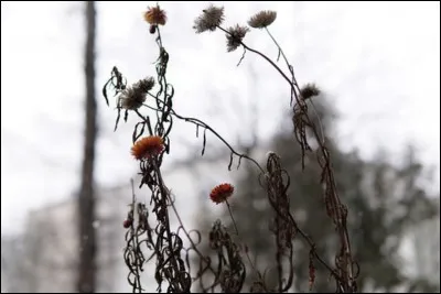 Complétez : 
"Krókna brotnir..."