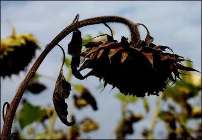 Complétez : 
"Vakið angist hefur..."
