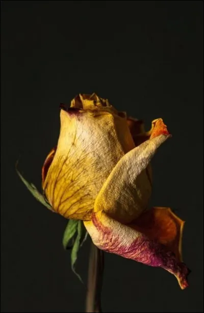 Complétez : 
"Flótta hafið langan..."