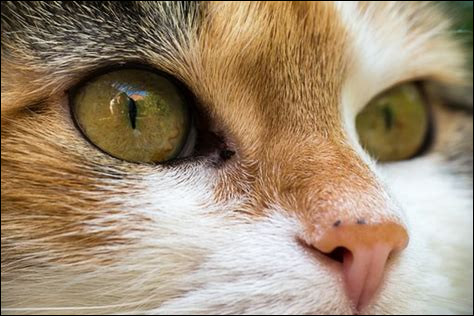 Ton espèce a-t-elle les pupilles rétractables ?
