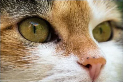 Ton espèce a-t-elle les pupilles rétractables ?