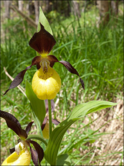Quel nom donne-t-on à cette orchidée sauvage de montagne ?