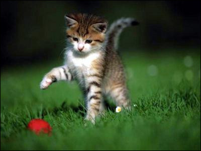 Tu es un petit dans la pouponnière, tu es plutôt :