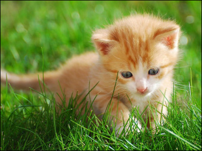 Ton meilleur ami, Patte d'Avoine, un chat doré, te propose de sortir du camp. Que lui réponds-tu ?
