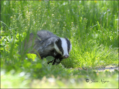 Trois blaireaux attaquent ton clan mais tu es chargé de veiller sur la pouponnière. Soudain, tu le vois attaquer ton mentor. Que fais-tu ?
