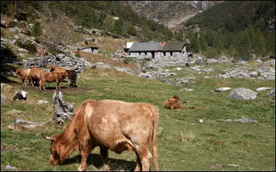En Suisse, pâturage ou pré d'altitude moyenne avec bâtiment, où les troupeaux séjournent au printemps et à l'automne :