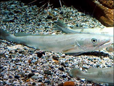 Aussi appelé colin, colinot, merluche, saumon blanc ou bardot, c'est un poisson blanc qui ressemble au cabillaud.