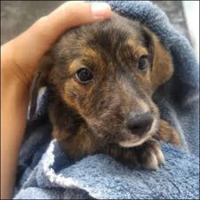 Tu regardes la télévision dans le salon, quand soudain, tu vois ta petite sur Chloé accompagnée d'un chiot et elle te dit 《Oh il est trop mignon ! Ce pauvre chiot à été abandonné près du parc je ne vais pas le laisser tout seul ! 》, sachant que tes parents refusent catégoriquement les animaux à la maison ! Que fais-tu ?