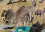 Quiz Les animaux d'Australie