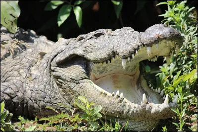 Quel est cet animal avec une très grande mâchoire ?