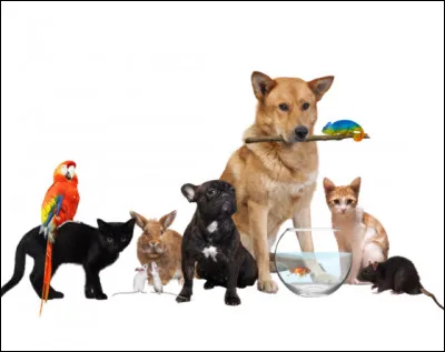 De quel animal aimerais tu que ton patronus prenne forme ?