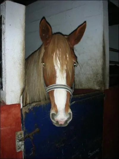 Quelle est la robe de ce cheval ?